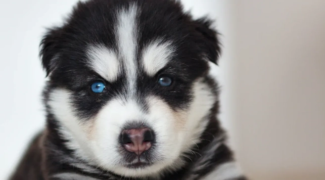  A Guide to Siberian Huskies and Their Mixed Breeds 