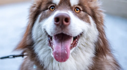 The Ultimate Guide to Siberian Husky Pros and Cons