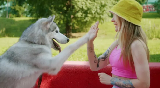 Effective Techniques for Training Your Husky on Doggo Treadmills