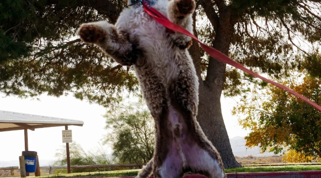 Unlock Your Pit Bull's Power with Spring Pole Dog Toys For Tug Of War