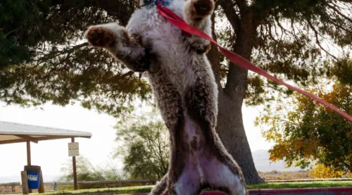 Unlock Your Pit Bull's Power with Spring Pole Dog Toys For Tug Of War