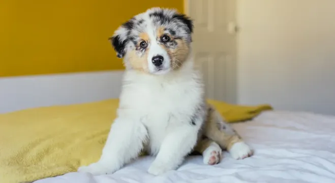 Are Australian Shepherds Good Indoor Dogs?