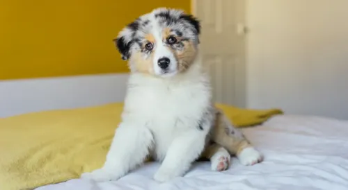 Are Australian Shepherds Good Indoor Dogs?