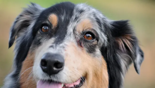 Australian Shepherd Owners Guide Maximizing Health with 8-in-1 Multivitamin Bites
