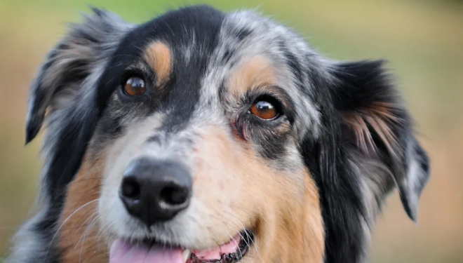 Australian Shepherd Owners Guide Maximizing Health with 8-in-1 Multivitamin Bites