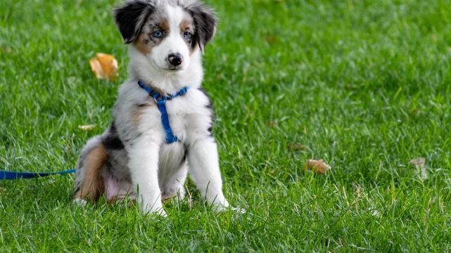 Your Guide to Australian Shepherd Growth & Development