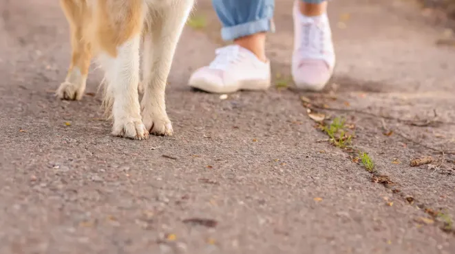 Is Your Australian Shepherd a Velcro Dog Here's Why