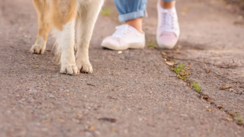 Is Your Australian Shepherd a Velcro Dog Here's Why