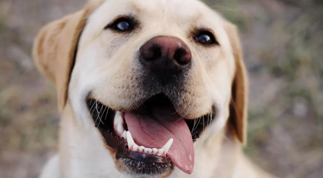 Understanding Labrador Retriever Health and Supplement Needs