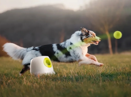 The Happy Labrador and Their Automatic Ball Thrower For Dogs