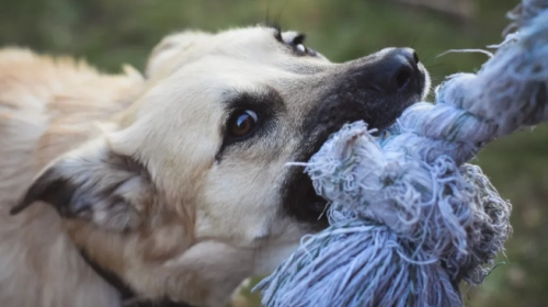 9 Reasons You Shouldn’t Own a Labrador Retriever