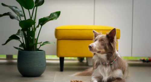 Labrador Feeding Demystified: A Comprehensive Expert Guide including Canine Multivitamin