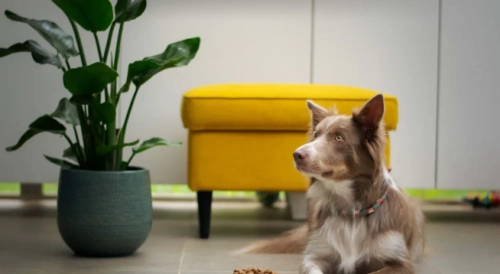 Labrador Feeding Demystified: A Comprehensive Expert Guide including Canine Multivitamin