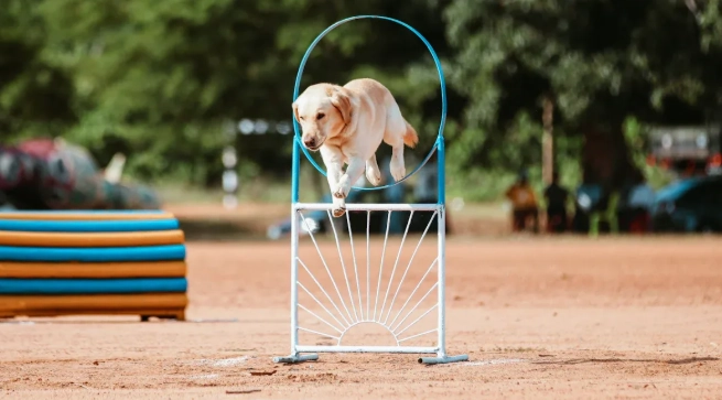 A Guide To Exercising Your Labrador with a Doggo Treadmill