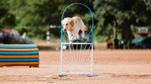 A Guide To Exercising Your Labrador with a Doggo Treadmill