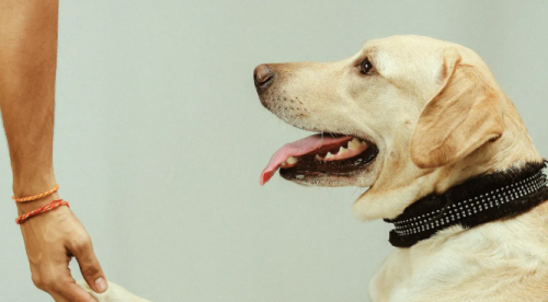 The truth about Labradors hard health needs