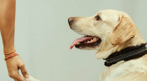 The truth about Labradors hard health needs