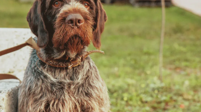 Essential Health Information for Your German Wirehaired Pointer