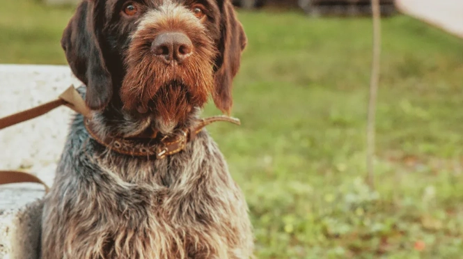 Essential Health Information for Your German Wirehaired Pointer