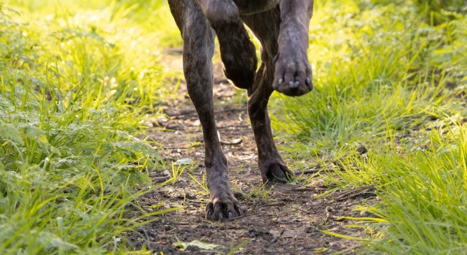 German Wirehaired Pointer - All About Dogs, including their exercise needs