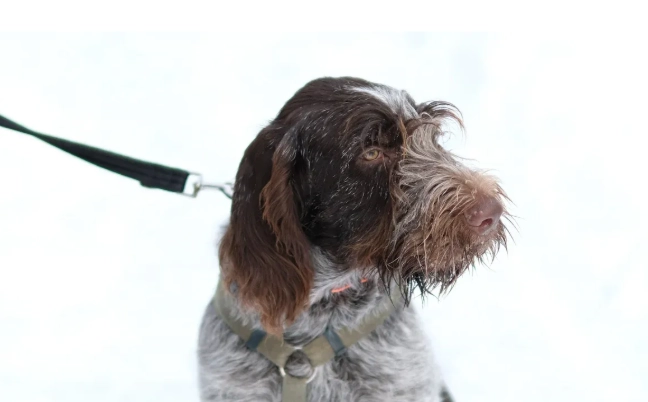 German Wirehaired Pointer health progression: growth chart, milestones, and training tips