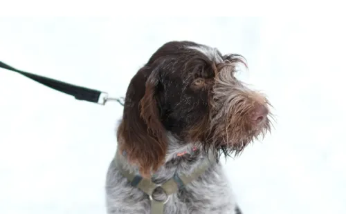German Wirehaired Pointer health progression: growth chart, milestones, and training tips