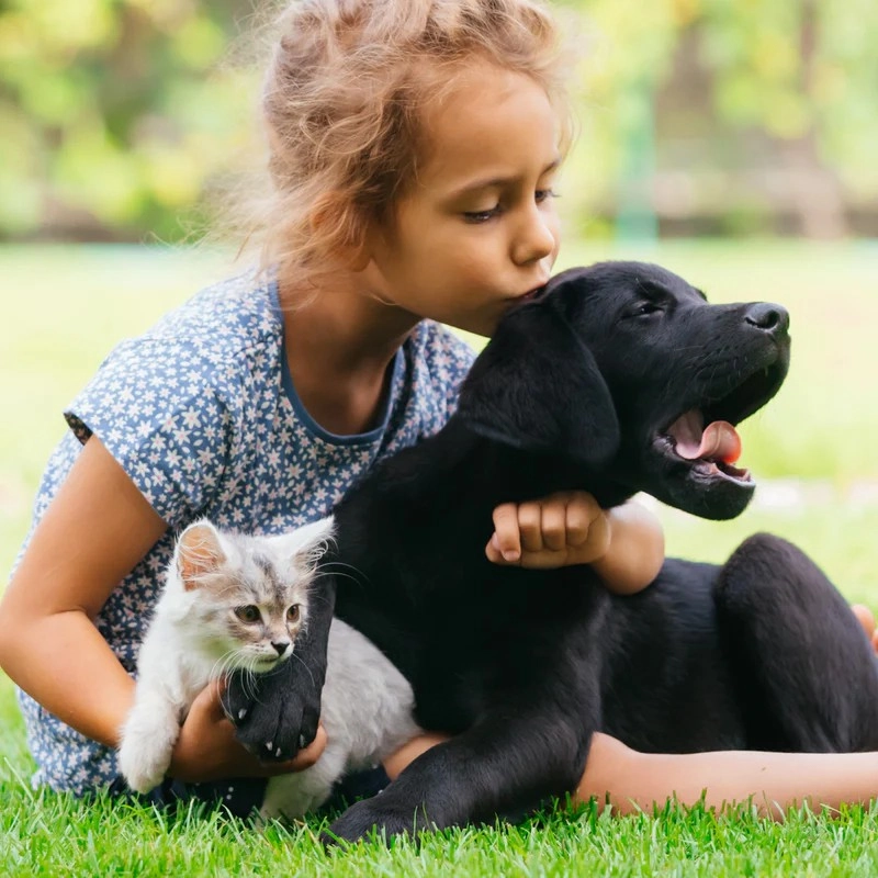What Causes Bad Gut Health In Dogs Naturally?