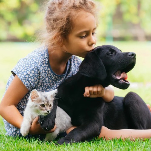 What Causes Bad Gut Health In Dogs Naturally?