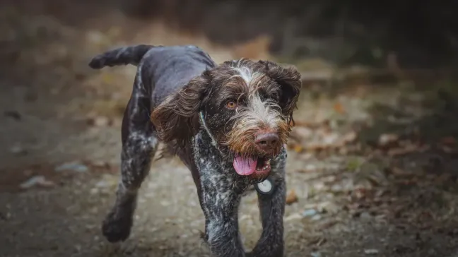 Essential Multivitamins for Your German Wirehaired Pointer's Diet