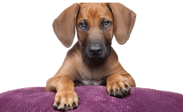 Are Rhodesian Ridgebacks Aggressive? Facts & FAQ
