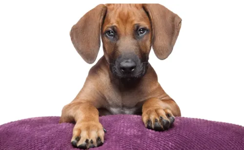 Are Rhodesian Ridgebacks Aggressive? Facts & FAQ