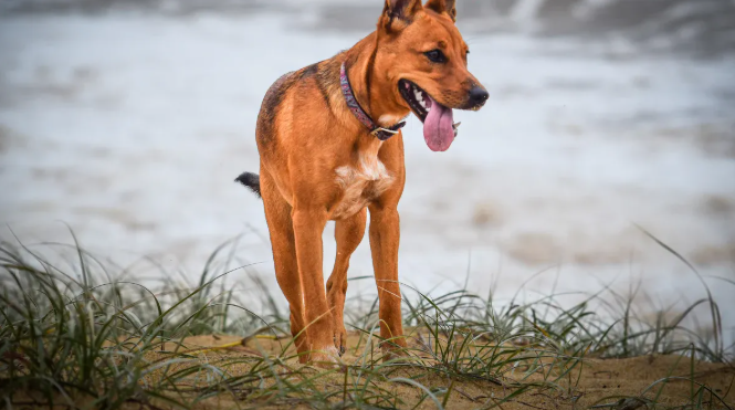 8 Rhodesian Ridgeback Pros & Cons: What to Consider Before Bringing One Home, including their exercise needs
