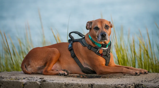 Rhodesian Ridgeback health - ronzeil.com