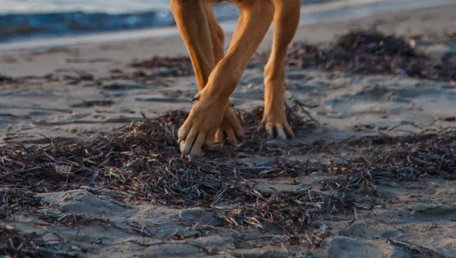 Mastering Rhodesian Ridgeback Exercise A Practical Handbook