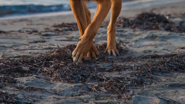 Mastering Rhodesian Ridgeback Exercise A Practical Handbook