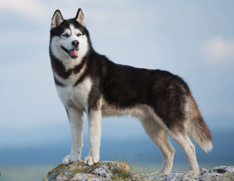 Husky Exercise and Nutrition Guide