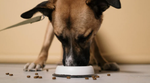 Healthy Ridgebacks Start Here Essential Diet Tips and Dog Supplements