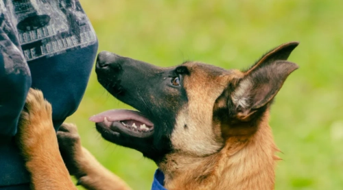 Mastering Belgian Shepherd Care Training and Exercise
