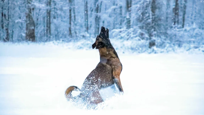 Is the Belgian Malinois a Good Fit for You? 