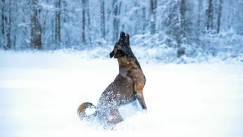 Is the Belgian Malinois a Good Fit for You? 