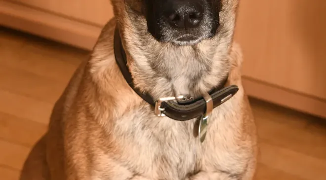 The Ultimate Guide to Belgian Malinois Health