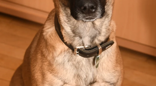 The Ultimate Guide to Belgian Malinois Health