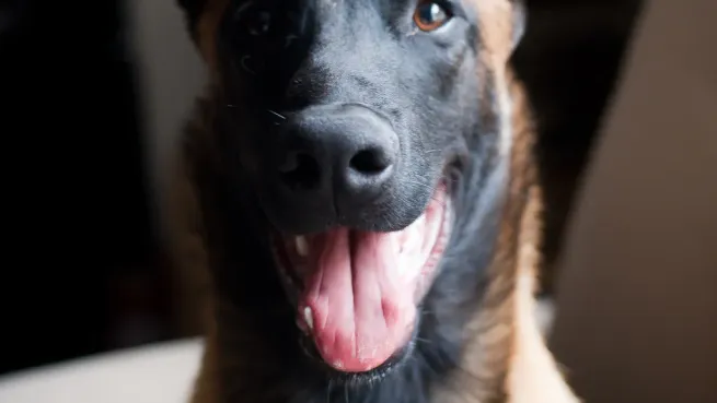 Belgian Malinois Pros and Cons: Traits & Characteristics