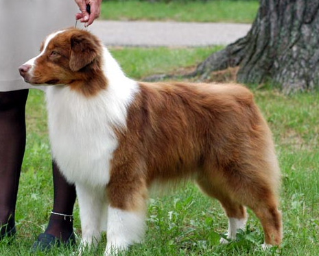 The Ultimate Guide to Exercise and Nutrition for Australian Shepherds