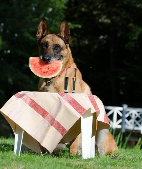 Best Dog Food for a Belgian Malinois Nutrition