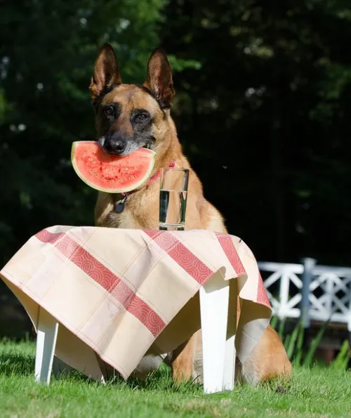 Best Dog Food for a Belgian Malinois Nutrition