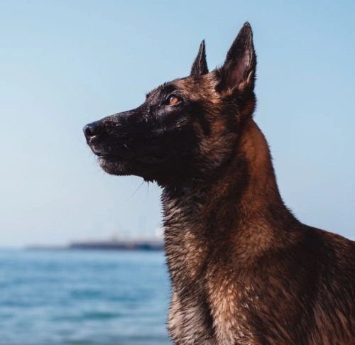 Belgian Malinois nutrition feeding chart by age