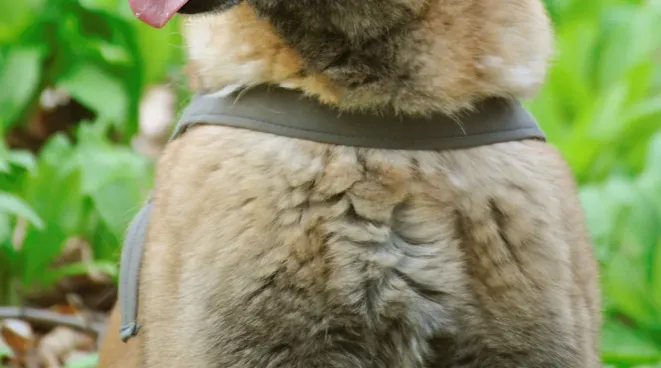 Belgian Shepherd breed guide: Care, training, exercise, and fun facts