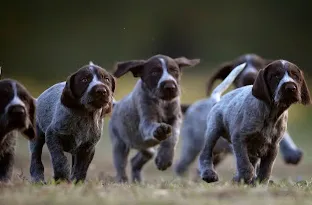 The Ultimate Guide to Exercise and Nutrition for German Wirehaired Pointers