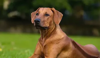 Rhodesian Ridgeback Ultimate Guide to Exercise and Nutrition